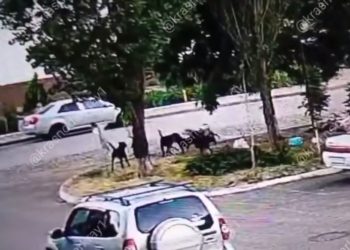 В Краснодаре стая бездомных собак напала на девочку