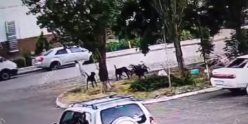 В Краснодаре стая бездомных собак напала на девочку