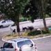 В Краснодаре стая бездомных собак напала на девочку