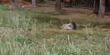 Сочинцы сообщили об убийстве беременной собаки