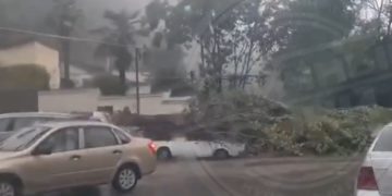 В Сочи дерево рухнуло прямо на автомобиль