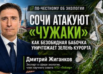 Сочи атакуют «чужаки»: почему опасные виды насекомых всё легче приживаются на юге России