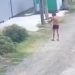 Жестокий снайпер из Елизаветинской: камеры зафиксировали убийцу котов