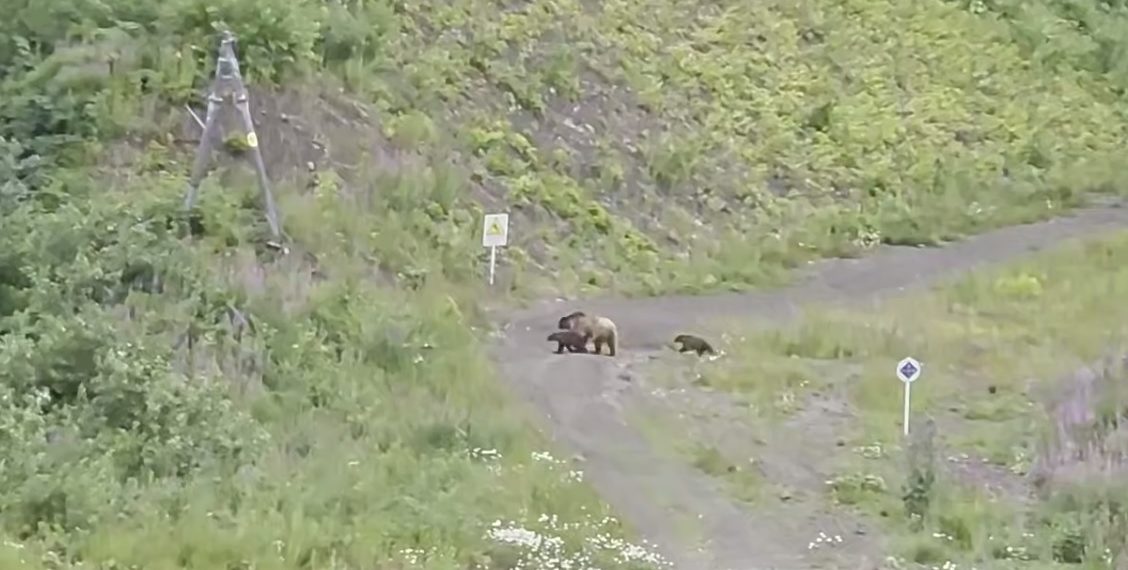 В Сочи сняли на видео медведицу с тремя медвежатами