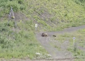 В Сочи сняли на видео медведицу с тремя медвежатами