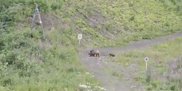 В Сочи сняли на видео медведицу с тремя медвежатами