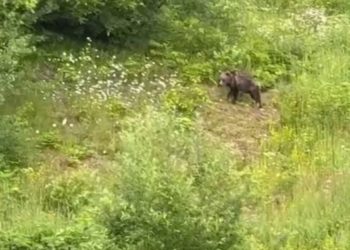 В Сочи сняли на видео медведя