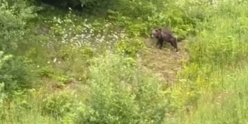 В Сочи сняли на видео медведя