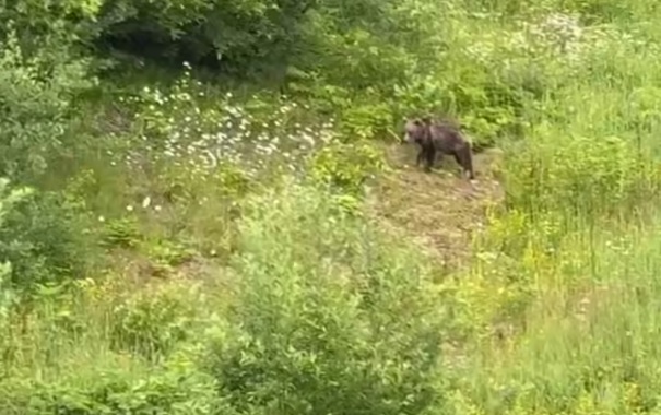 В Сочи сняли на видео медведя