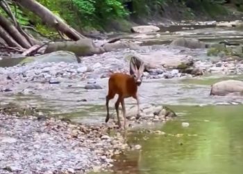 В Сочи туристы сняли на видео оленя