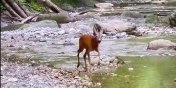 В Сочи туристы сняли на видео оленя