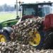 Сахарные заводы Кубани переработали первые 500 тысяч тонн свеклы