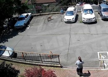В Сочи бродячая собака напала на ребенка