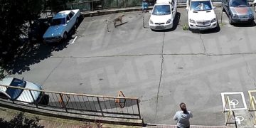 В Сочи бродячая собака напала на ребенка