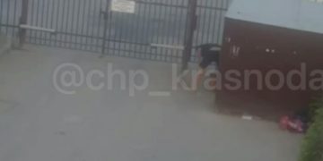 Краснодарцы пожаловались на соседа, избивающего собаку