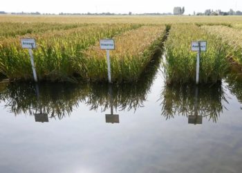 На Кубани планируют собрать около 850 тысяч тонн риса в 2026 году