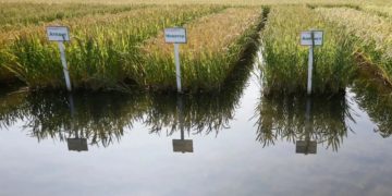 На Кубани планируют собрать около 850 тысяч тонн риса в 2026 году