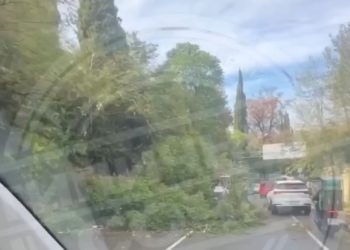 В Сочи дерево упало на ехавшую легковушку