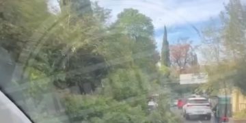 В Сочи дерево упало на ехавшую легковушку