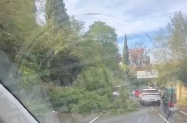 В Сочи дерево упало на ехавшую легковушку