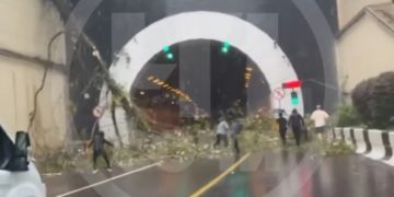 В Сочи дерево упало на выезде из тоннеля