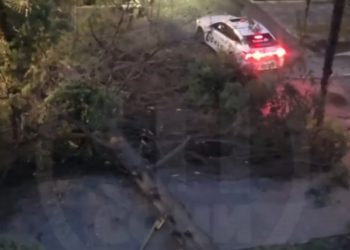 В центре Сочи дерево рухнуло на дорогу и перекрыло движение
