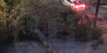 В центре Сочи дерево рухнуло на дорогу и перекрыло движение