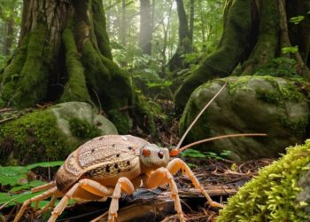 На Кубани осенью снова активизировались клещи — риск укусов сохраняется