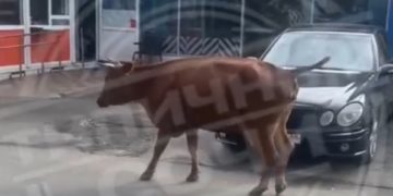 Корова разгуливала по улице в Адлере