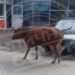 Корова разгуливала по улице в Адлере