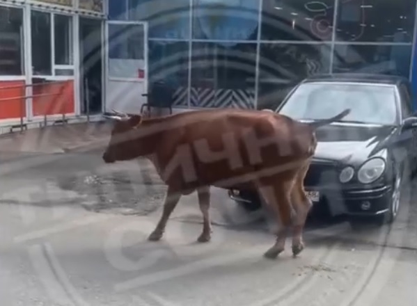 Корова разгуливала по улице в Адлере