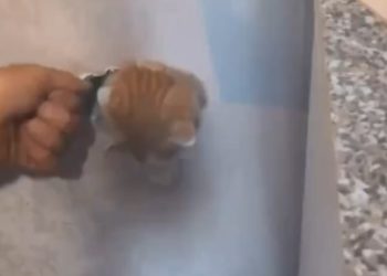 В Новороссийске кот упал 16-го этажа и оказался в вентиляционной шахте