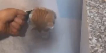 В Новороссийске кот упал 16-го этажа и оказался в вентиляционной шахте