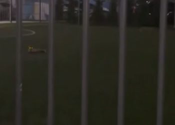 В Краснодаре заметили диких лис