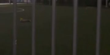 В Краснодаре заметили диких лис
