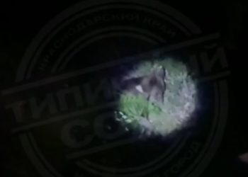В Сочи заметили медведя