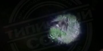 В Сочи заметили медведя