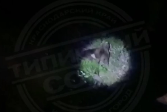 В Сочи заметили медведя