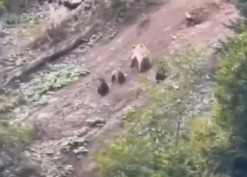 В Сочи заметили медведицу с медвежатами