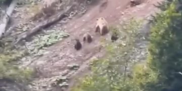 В Сочи заметили медведицу с медвежатами