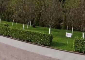 В Сочи заметили очередного медведя