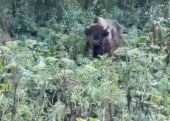 В горах Сочи девушка встретила зубра
