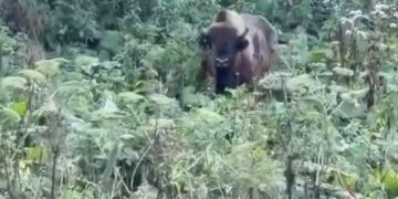В горах Сочи девушка встретила зубра
