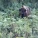В горах Сочи девушка встретила зубра
