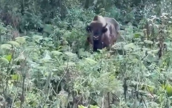 В горах Сочи девушка встретила зубра