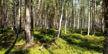 На Кубани волки загрызли двух быков