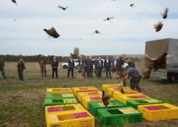 Пятьсот фазанов выпустили в угодья Успенского района Кубани