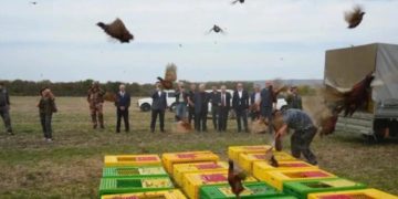 Пятьсот фазанов выпустили в угодья Успенского района Кубани