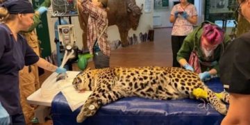 В Сочи леопарду Скифу провели сложную стоматологическую операцию