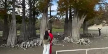 Кипарисовое озеро пересохло: туристы ходят по корням краснокнижных деревьев